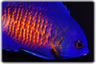 Coral Beauty Angelfish